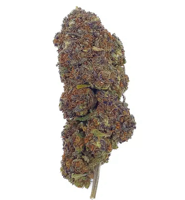 northern light blue