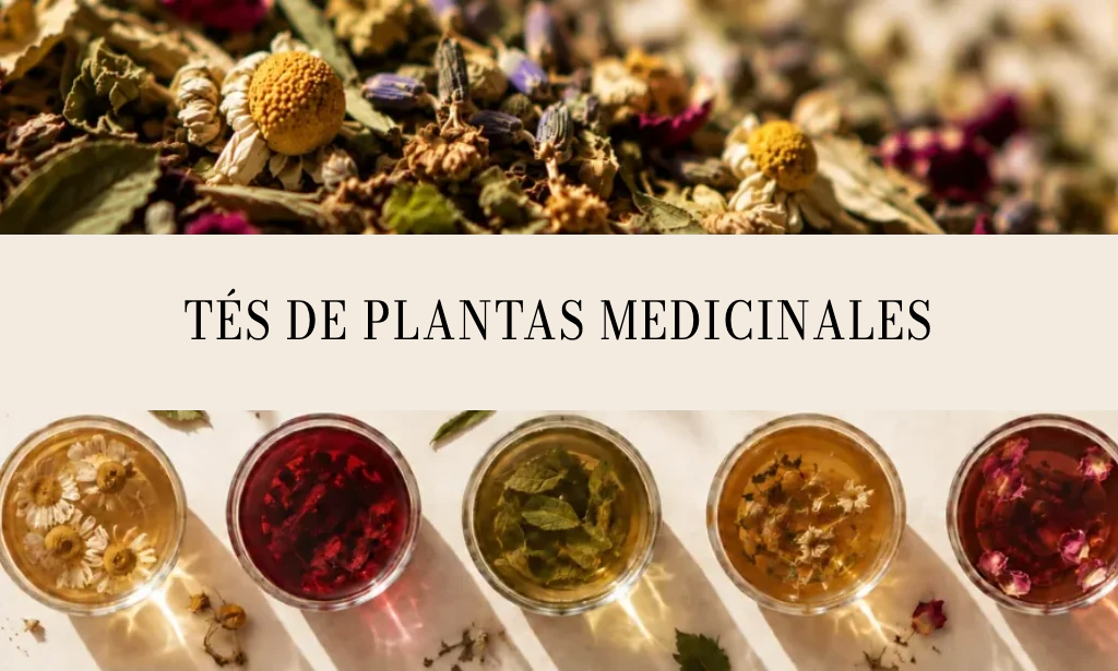 Tés de plantas medicinales