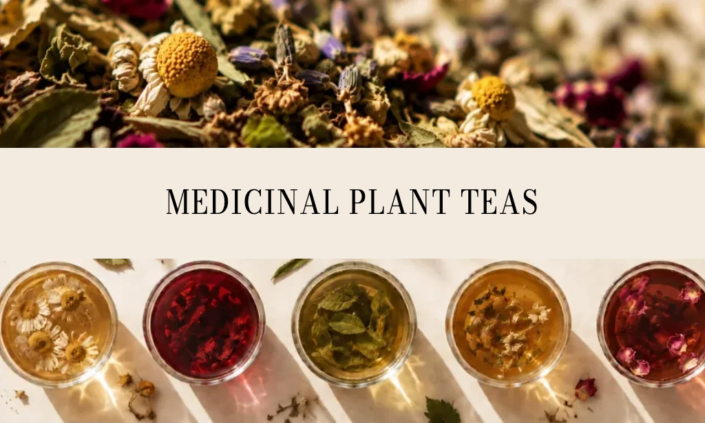 Medicinal plant teas